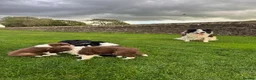 Border Collie dogs for sale: Gorgeous Litter of border collie puppy’s  - Advert 29