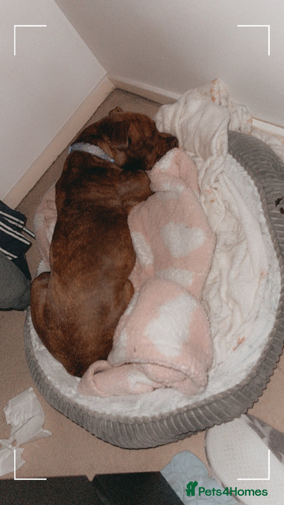 Mixed Breed dogs for sale: Nellie staffy puppy - Image 5