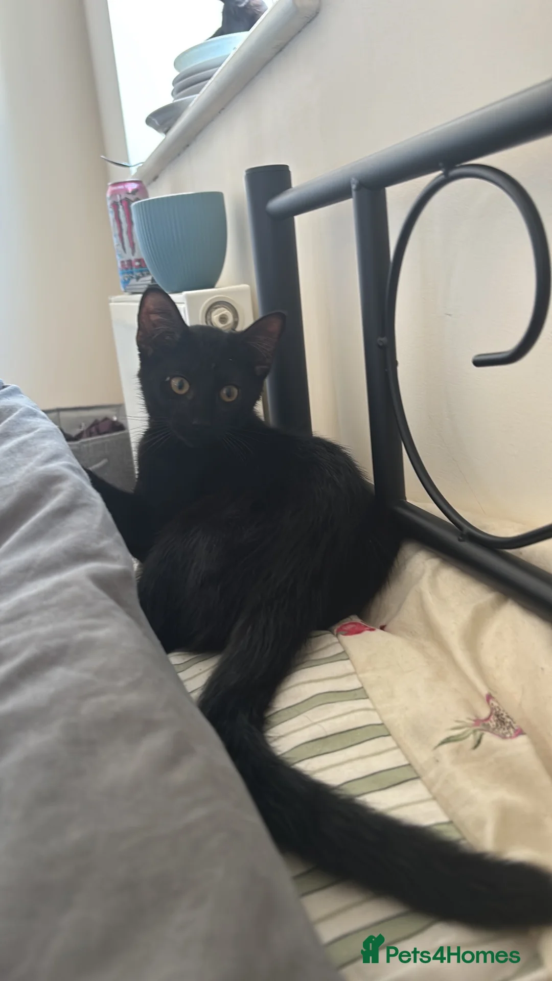 Bombay cats for sale: Two cats males 19 weeks £50 FOR BOTH TOGETHE in Eastbourne - Advert 2