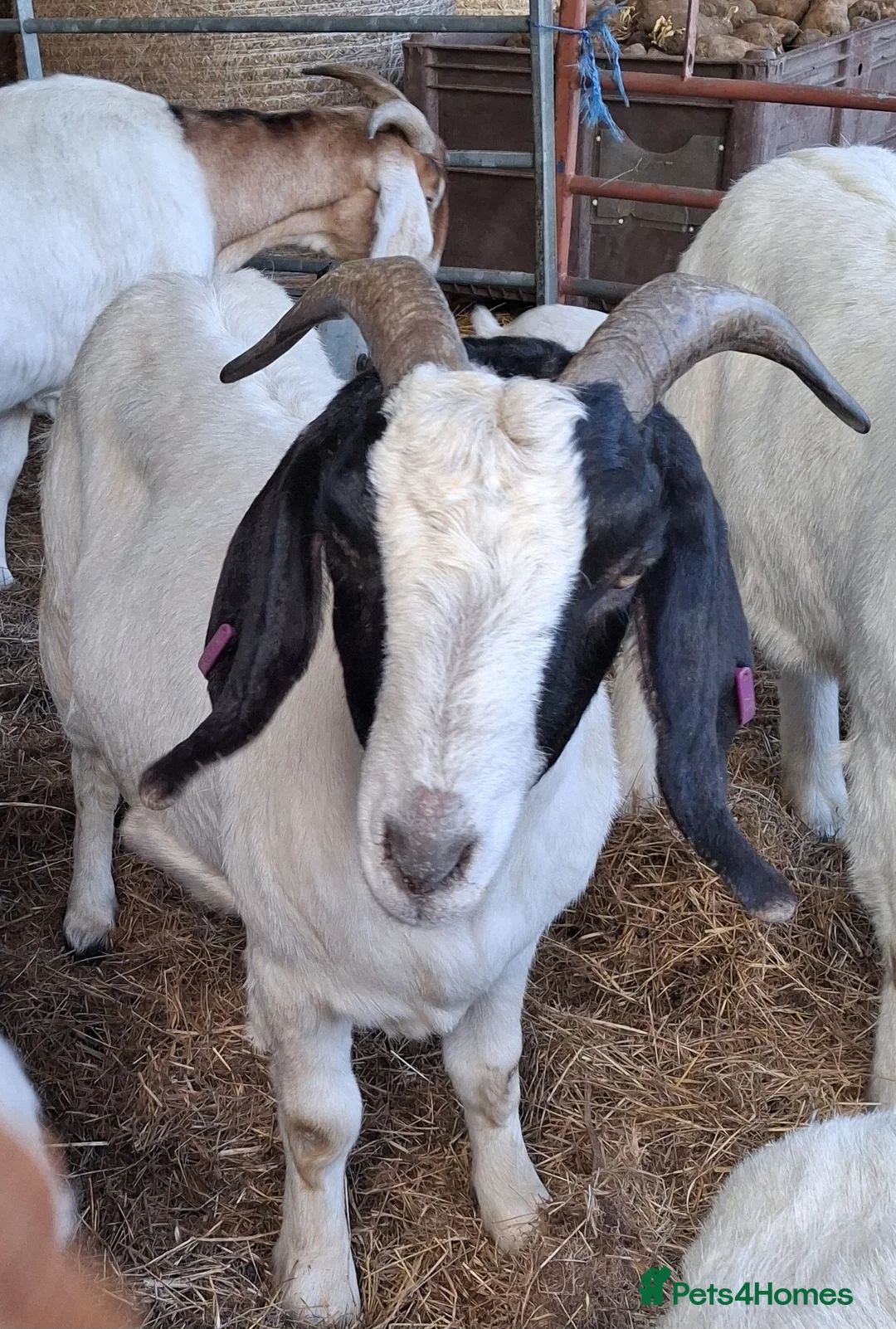 Goats livestock for sale: Boer x Nannies - Advert 3