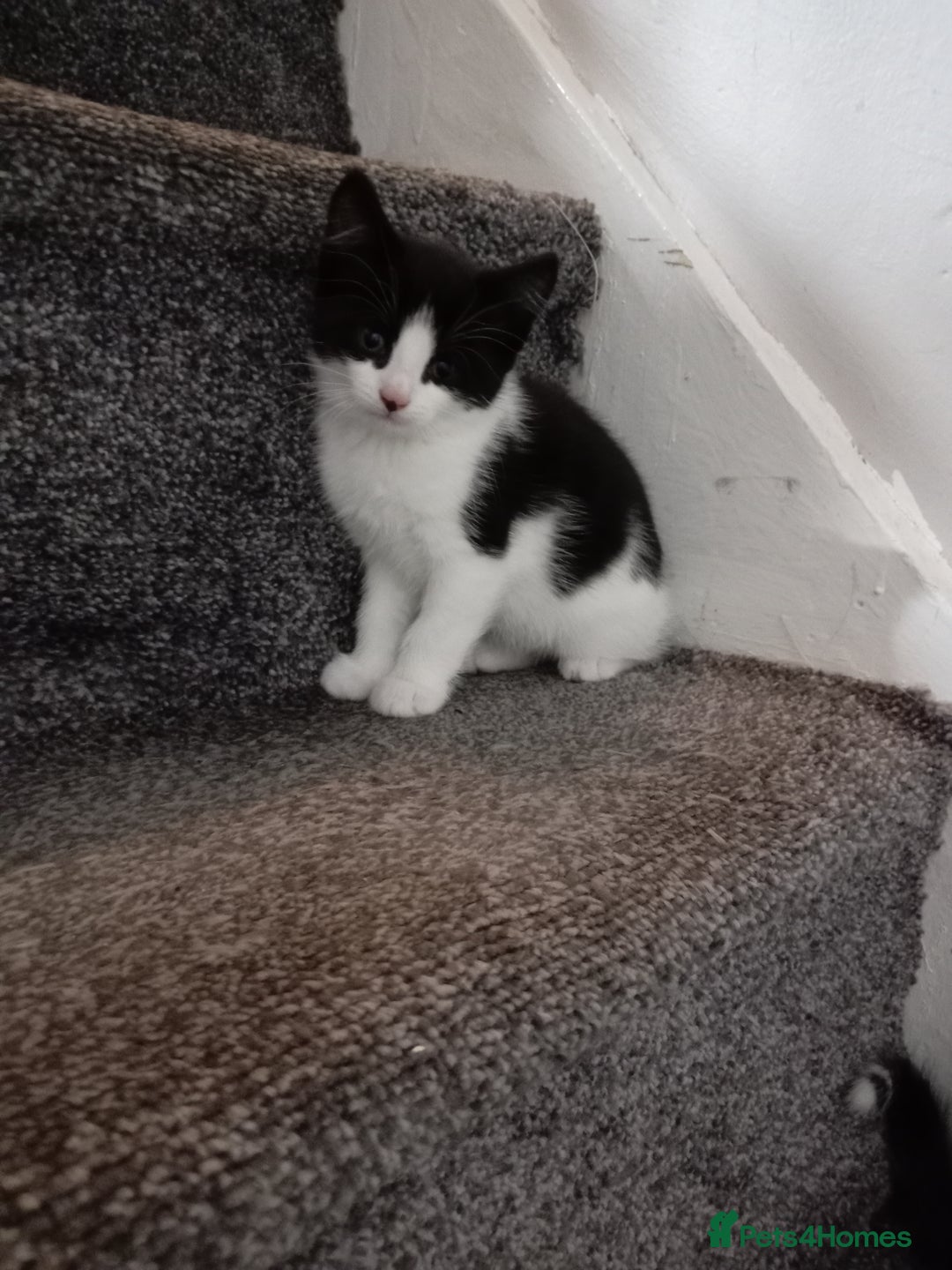 Russian Blue cats for sale: Mixed-breed kittens - Advert 4