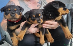 Rottweiler dogs for sale: Stunning rottweiler puppies  - Image 8