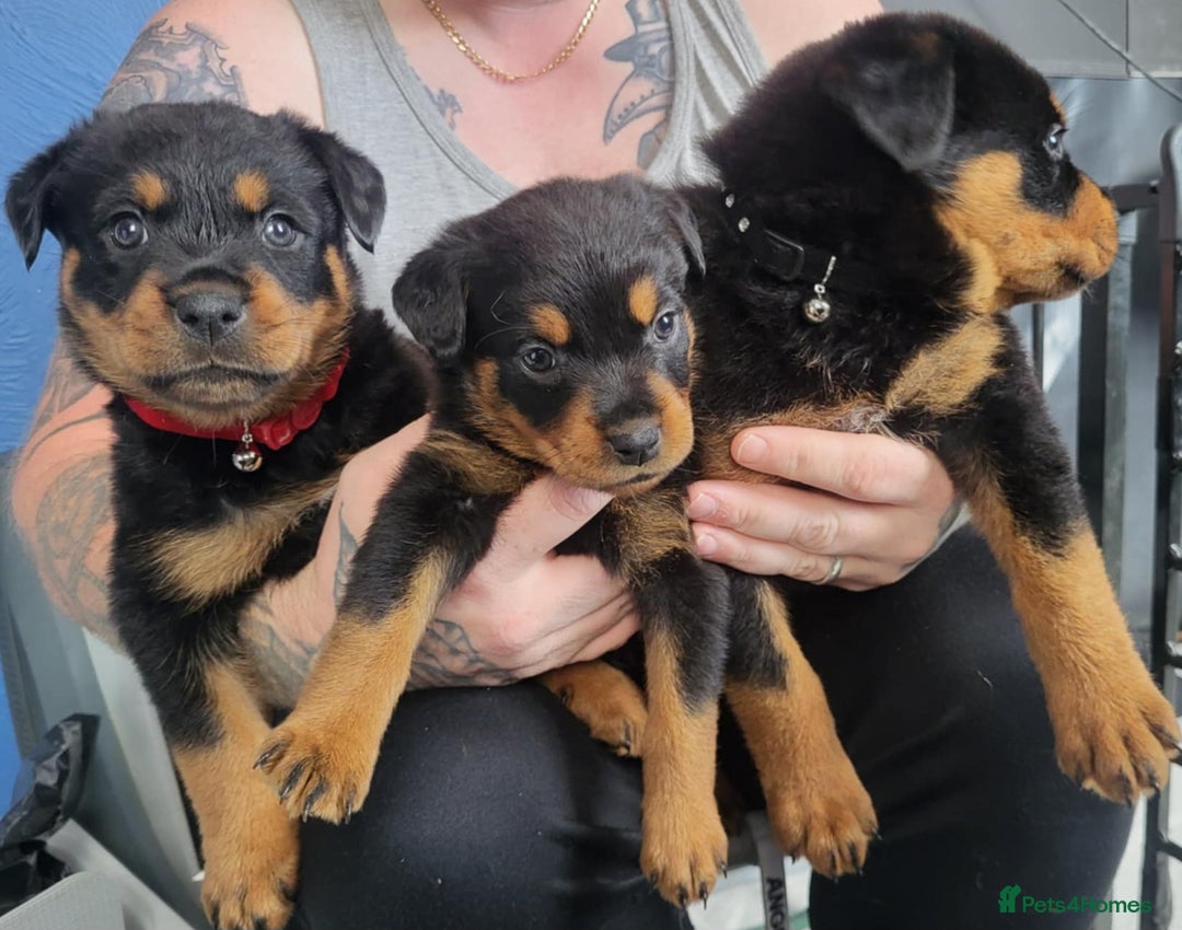 Rottweiler dogs for sale: Stunning rottweiler puppies  - Image 8