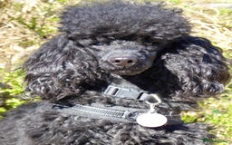Miniature Poodle dogs for stud: KC reg fully health tested for stud BVA eye exam in Market Rasen - Image 3