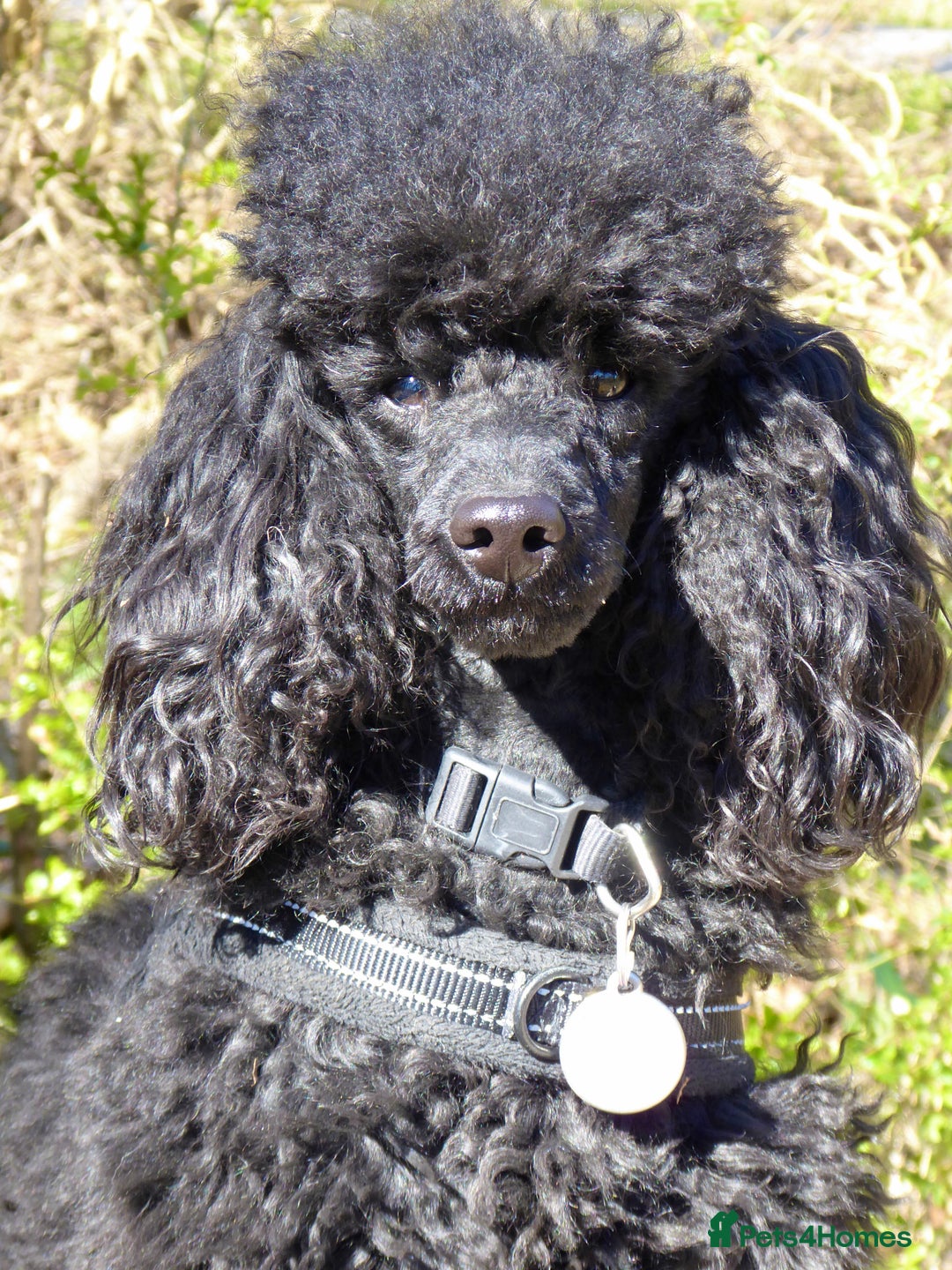 Miniature Poodle dogs for stud: KC reg fully health tested for stud BVA eye exam in Market Rasen - Image 3