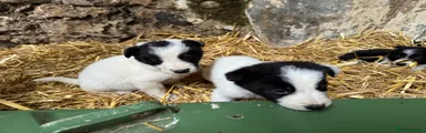 Border Collie Puppy 5