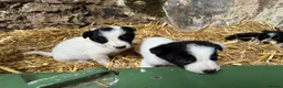 Border Collie dogs for sale: Cute border collies from Working parents - Advert 4