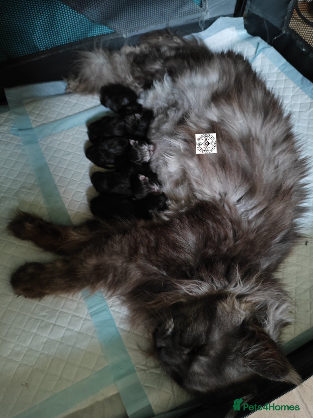 Maine Coon cats for sale: Absolutelly gorgeous kittens  - Image 14