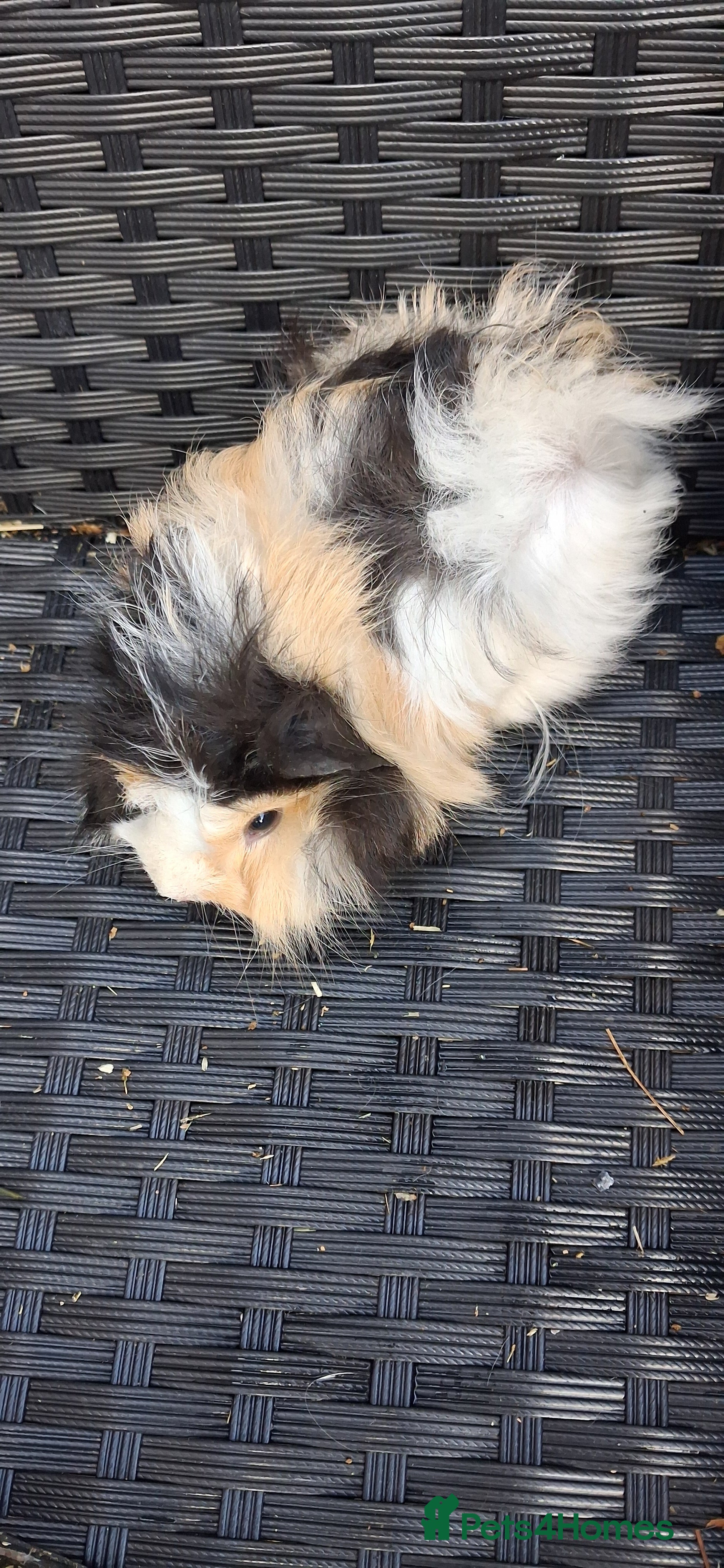 Guinea Pig rodents  4 Baby girl 6 boy guinea pigs ready to leave now  - Advert 11