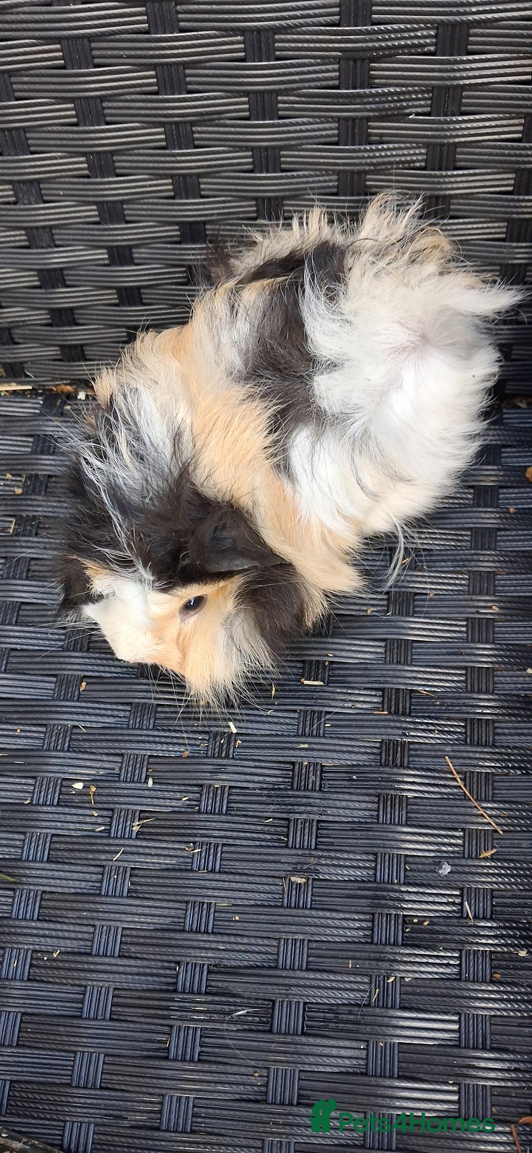 Guinea Pig rodents for sale: Baby boy guinea pigs ready to leave now  - Advert 1