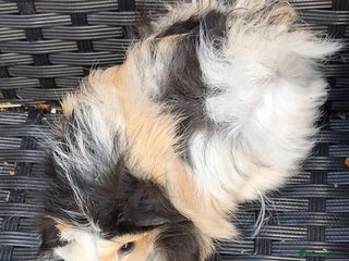 Guinea Pig rodents Baby boy guinea pigs ready to leave now - Advert 1