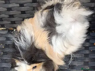 Guinea Pig rodents Baby boy guinea pigs ready to leave now - Advert 11