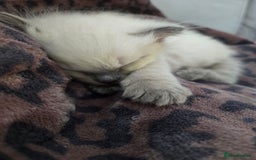 Ragdoll cats for sale: 💙 BLUEPOINT RAGDOLL BOY FOR SALE 💙 - Image 36