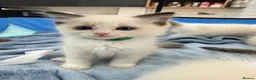 Ragdoll cats for sale: Purebred Ragdoll Kittens  - Advert 8