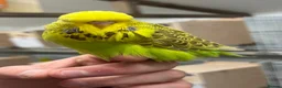 Budgerigars birds for sale: Budgies for sale  - Advert 1
