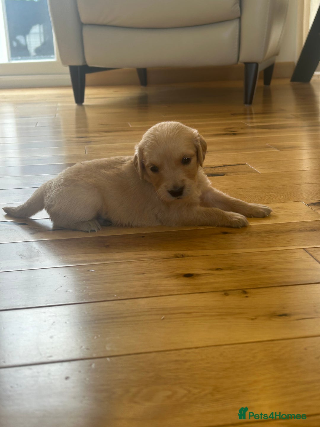 Golden Retriever dogs for sale: Golden retriever puppies for sale  - Image 33