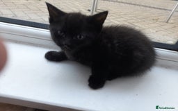 Mixed Breed cats for sale: Three lovely kittens ready to go to loving homes - Image 4