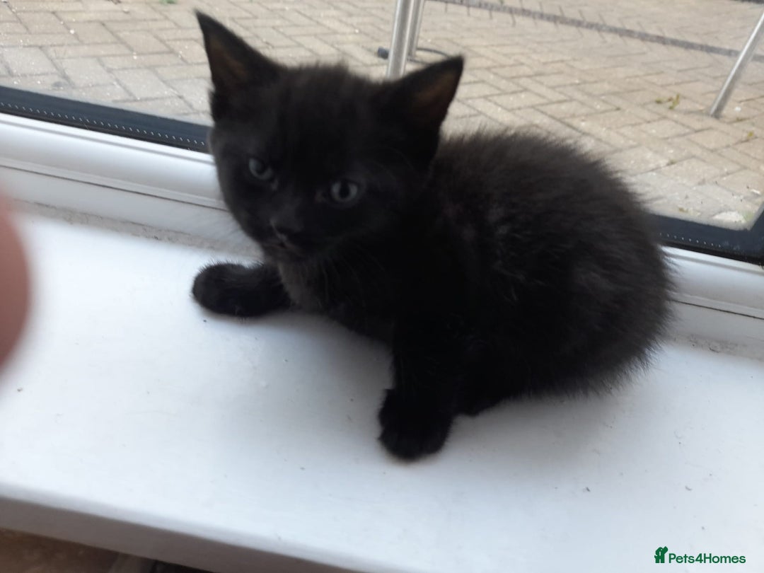 Mixed Breed cats for sale: Three lovely kittens ready to go to loving homes - Image 4