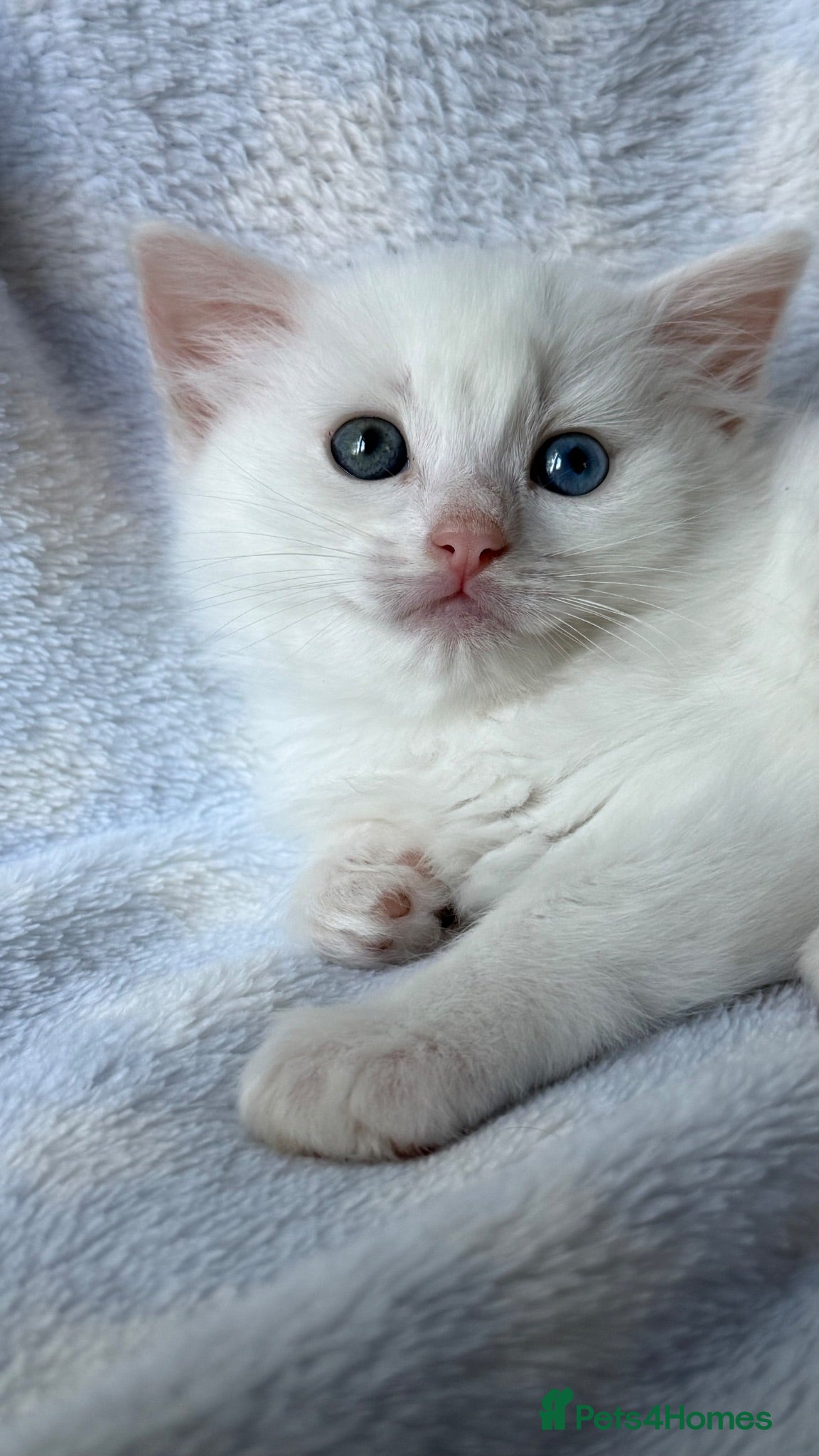 Ragdoll cats Stunning Ragdoll kittens Blue Colourpoint  - Advert 5