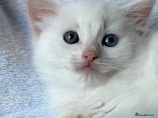 Ragdoll cats Stunning Ragdoll kittens Blue Colourpoint - Advert 5