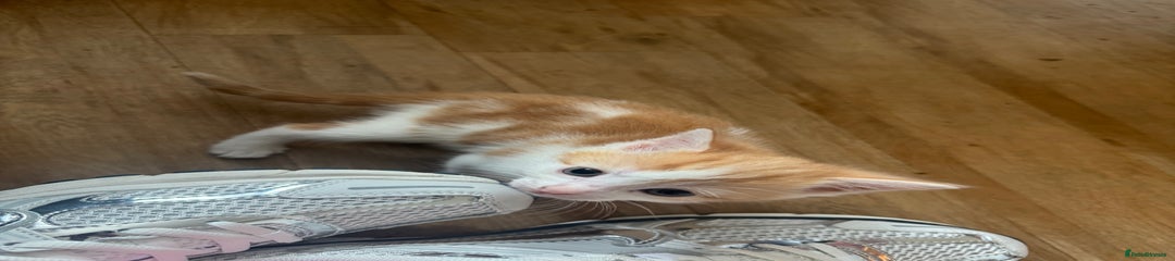 Ginger and white 1