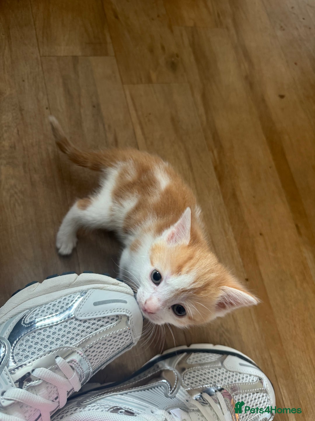 Domestic Shorthair cats for sale: 7 kittens ready to go 21 September  - Image 2