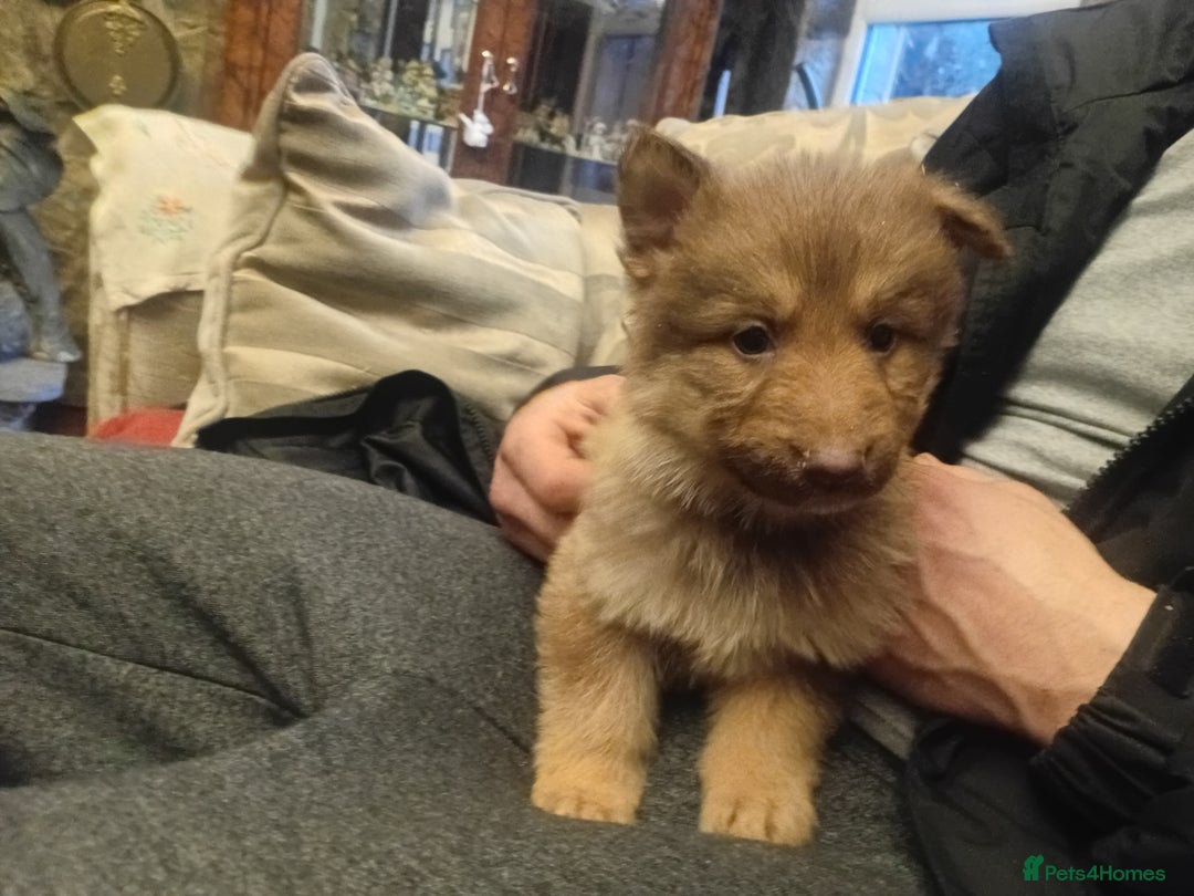 German Shepherd dogs for sale: Rare colours straight backed german shepherds - Advert 14