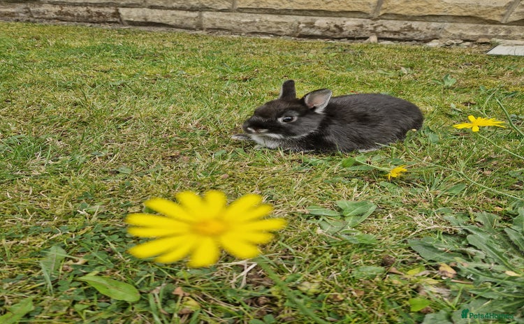 Netherland Dwarf rabbits - Advert 1