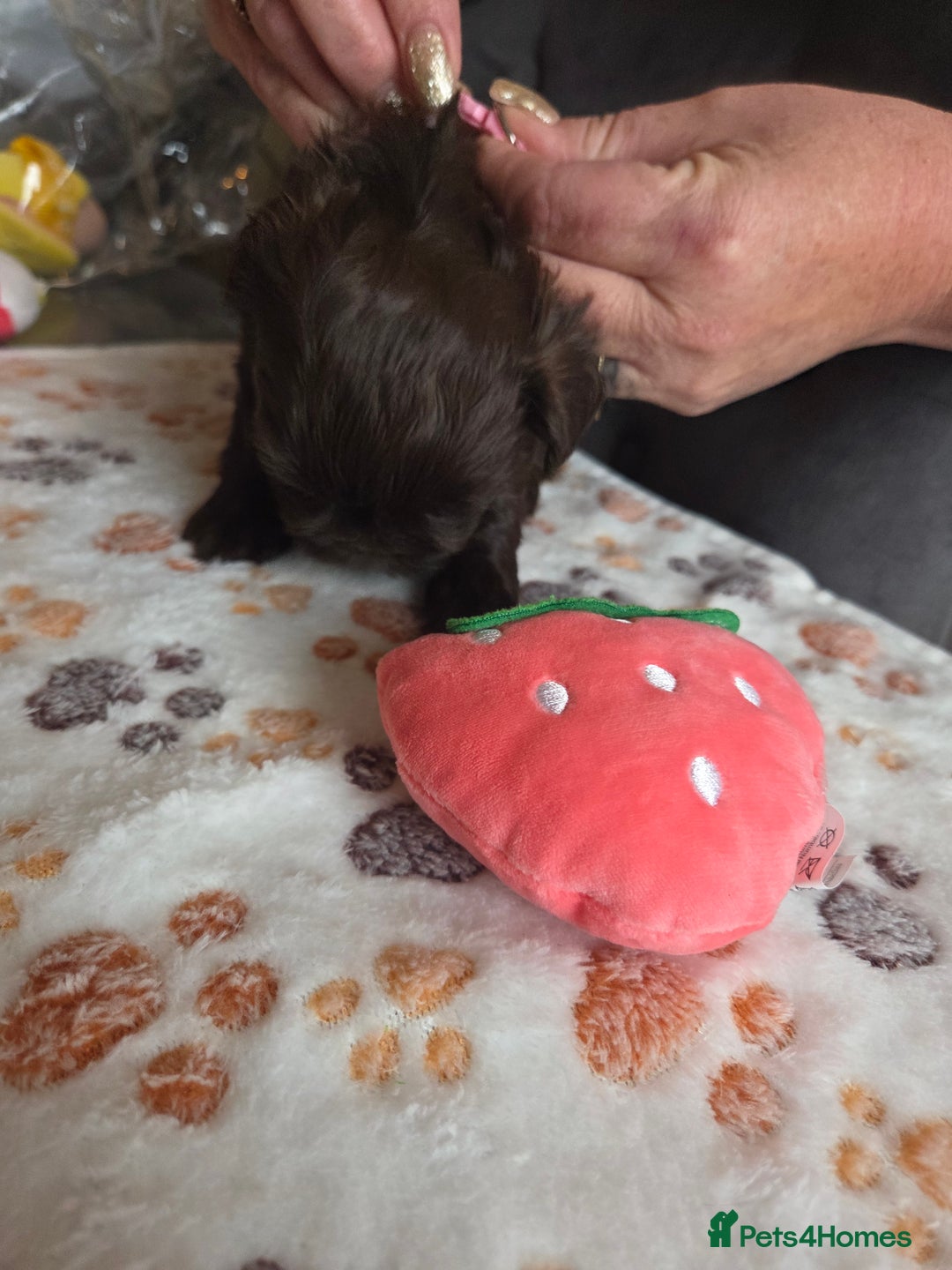 Shih Tzu dogs for sale: Shih Tzu Puppies For Sale  - Advert 22