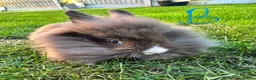 Lionhead rabbits for sale: Lionhead rabbits for sale  - Advert 16