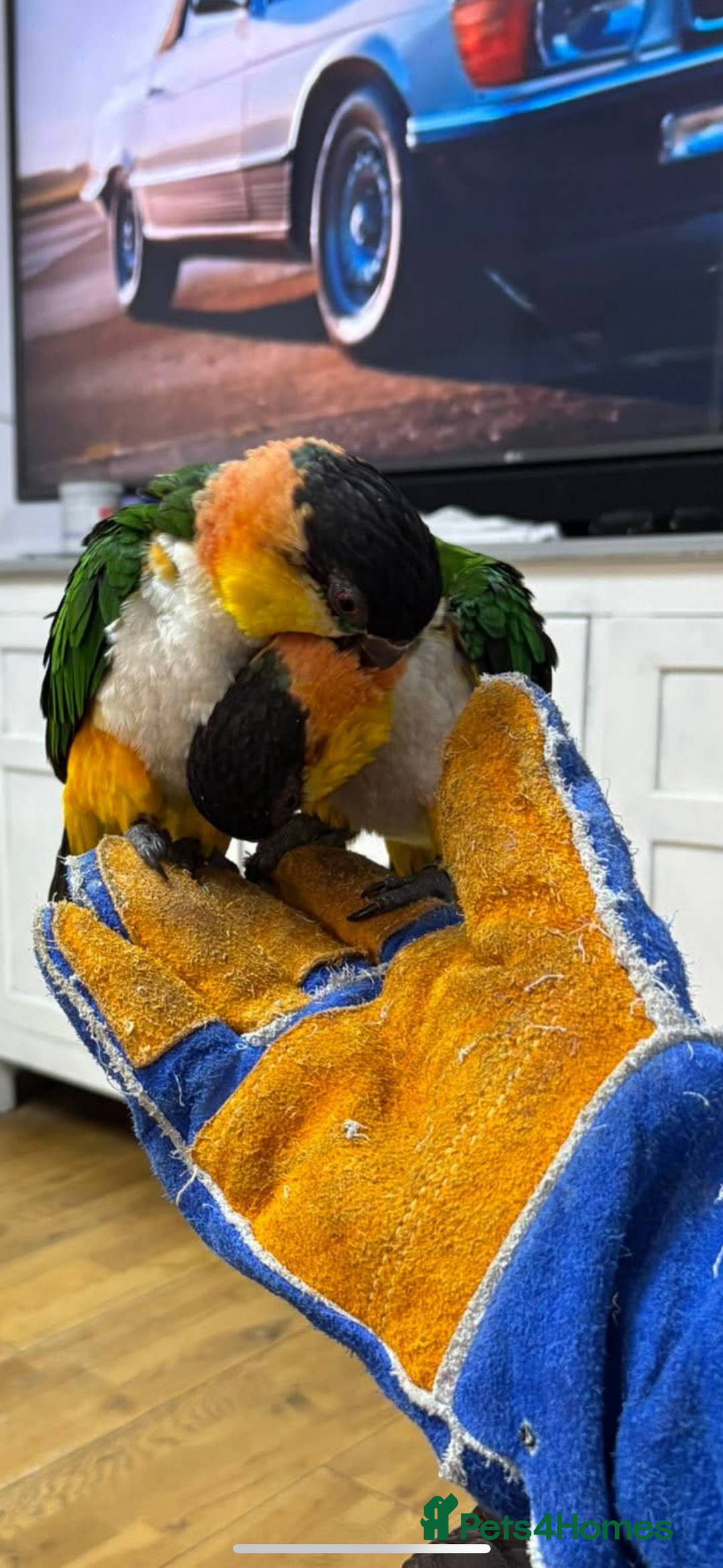 Parrots birds for sale: Black head caique - Image 6