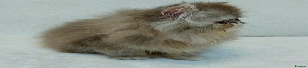 Exotic Kitten 2