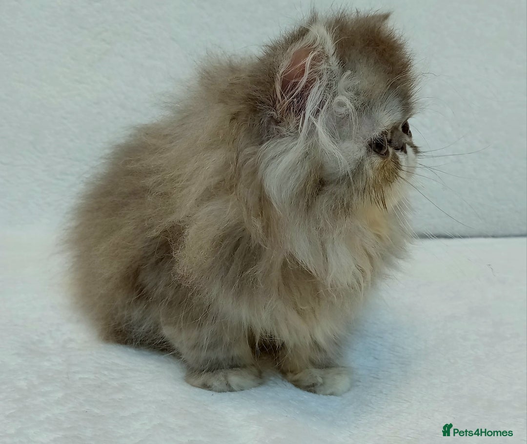 Exotic cats for sale: CHUBBY KITTENS - Image 8