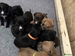 Mixed Breed dogs 11 Lurcher x Staffy pups for Sale! - Advert 10