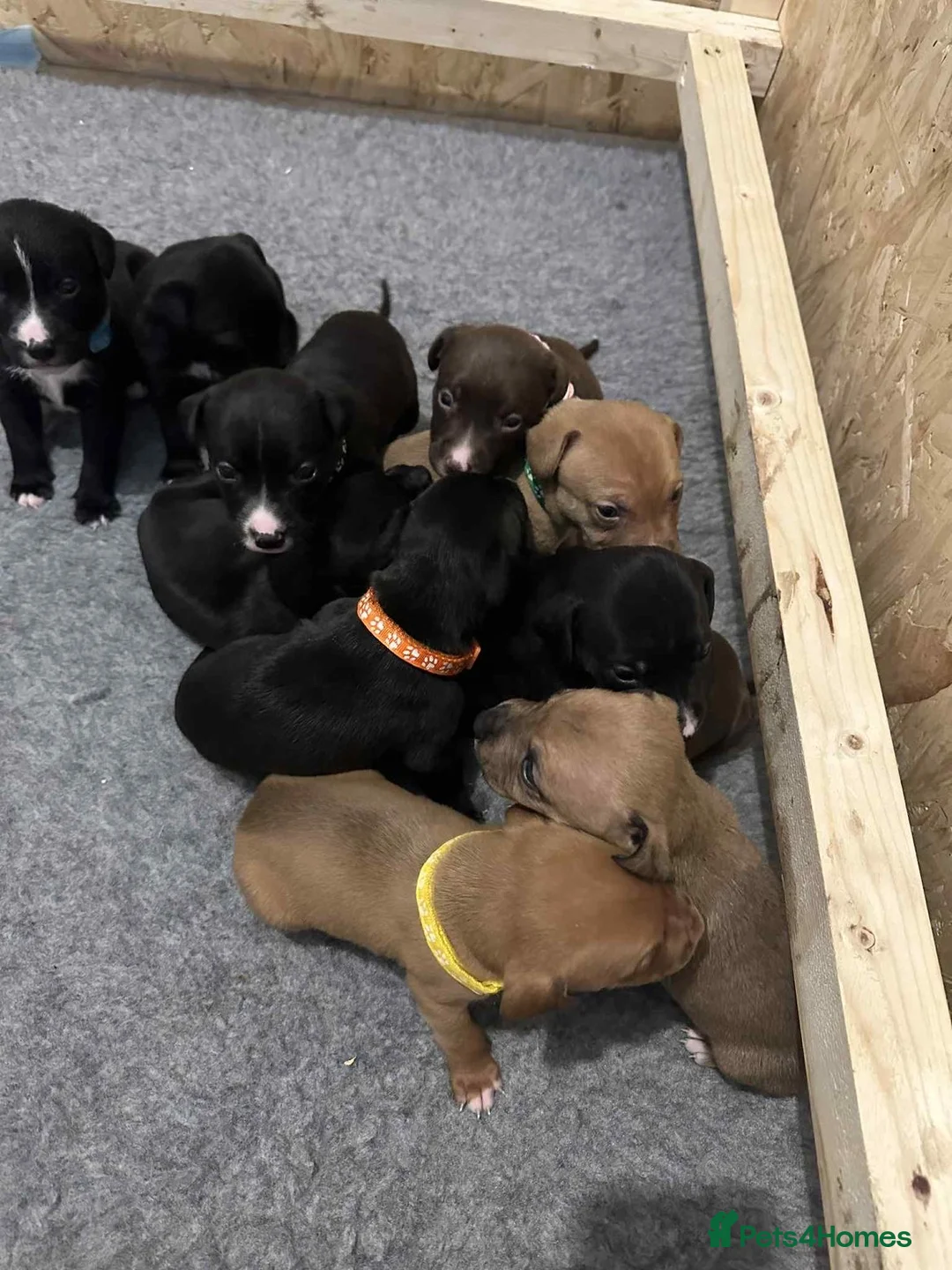 Mixed Breed dogs for sale: 2 Lurcher x Staffy pups left - READY TO LEAVE! - Advert 1