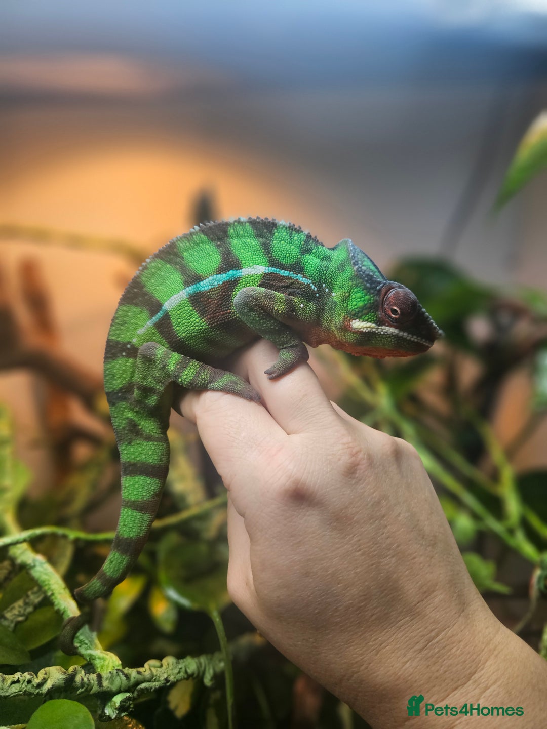 Chameleon reptiles for sale: Ambilobe Panther Chameleon Male (9 months old)  - Advert 1