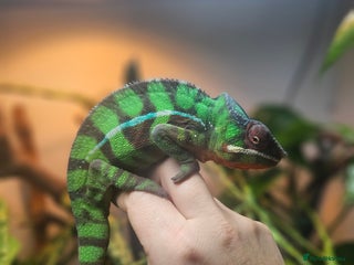 Chameleon reptiles Ambilobe Panther Chameleon Male (9 months old) - Advert 3