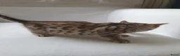 Bengal cats for sale: Stunning Bengal kittens for sale - Advert 7