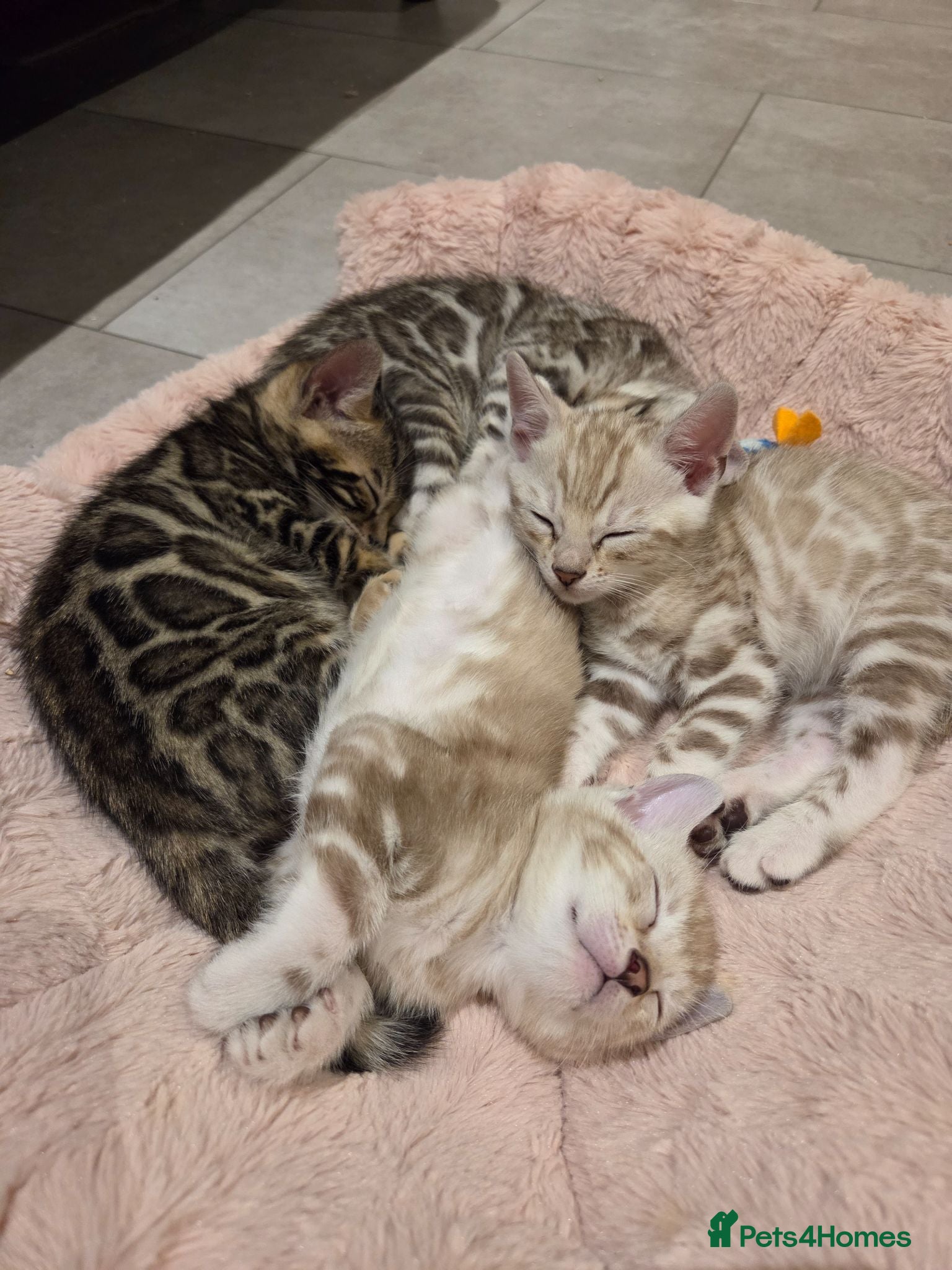 Bengal cats Pure Bengals Stunning Colour-ready for rezervation - Advert 2