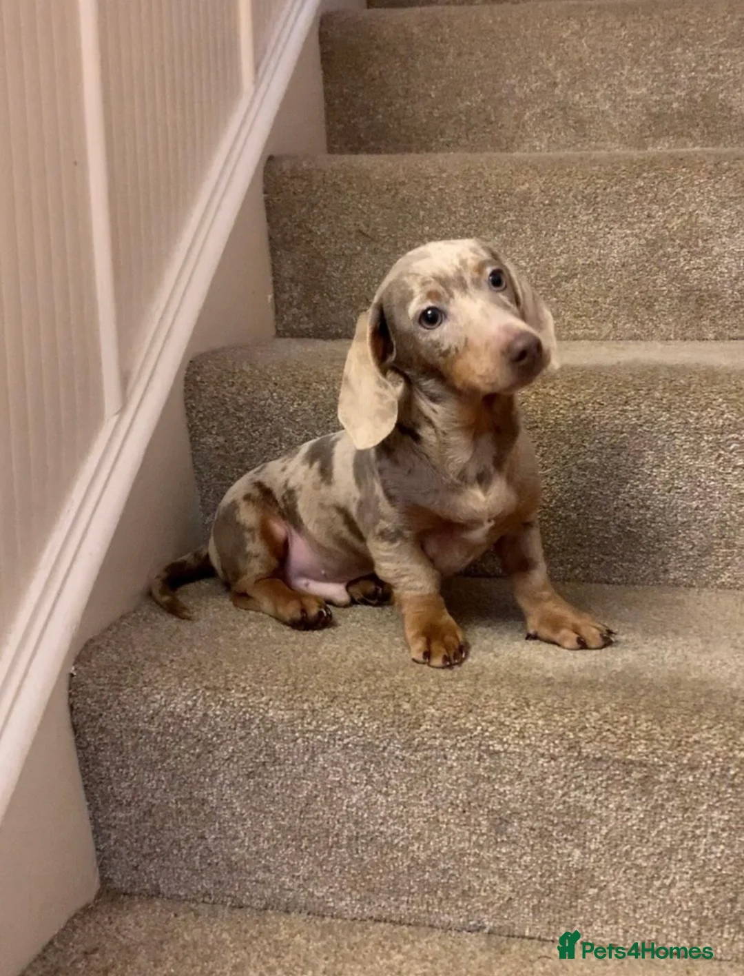 Miniature Dachshund dogs for sale: Beautiful tiny miniature dachshund puppies - Advert 15