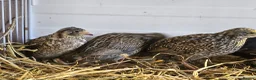 Quail poultry for sale: Chinese Painted Button Quail Groups  - Advert 20