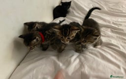 Bengal cats for sale: Litter of five stunning bengal/tabby mix kittens  - Image 12