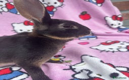 Rex rabbits for sale: Baby rex rabbits - ready to go - Image 4