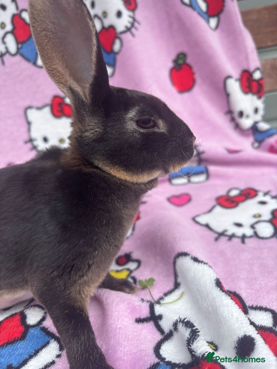 Rex rabbits for sale: Baby rex rabbits - ready to go - Image 4