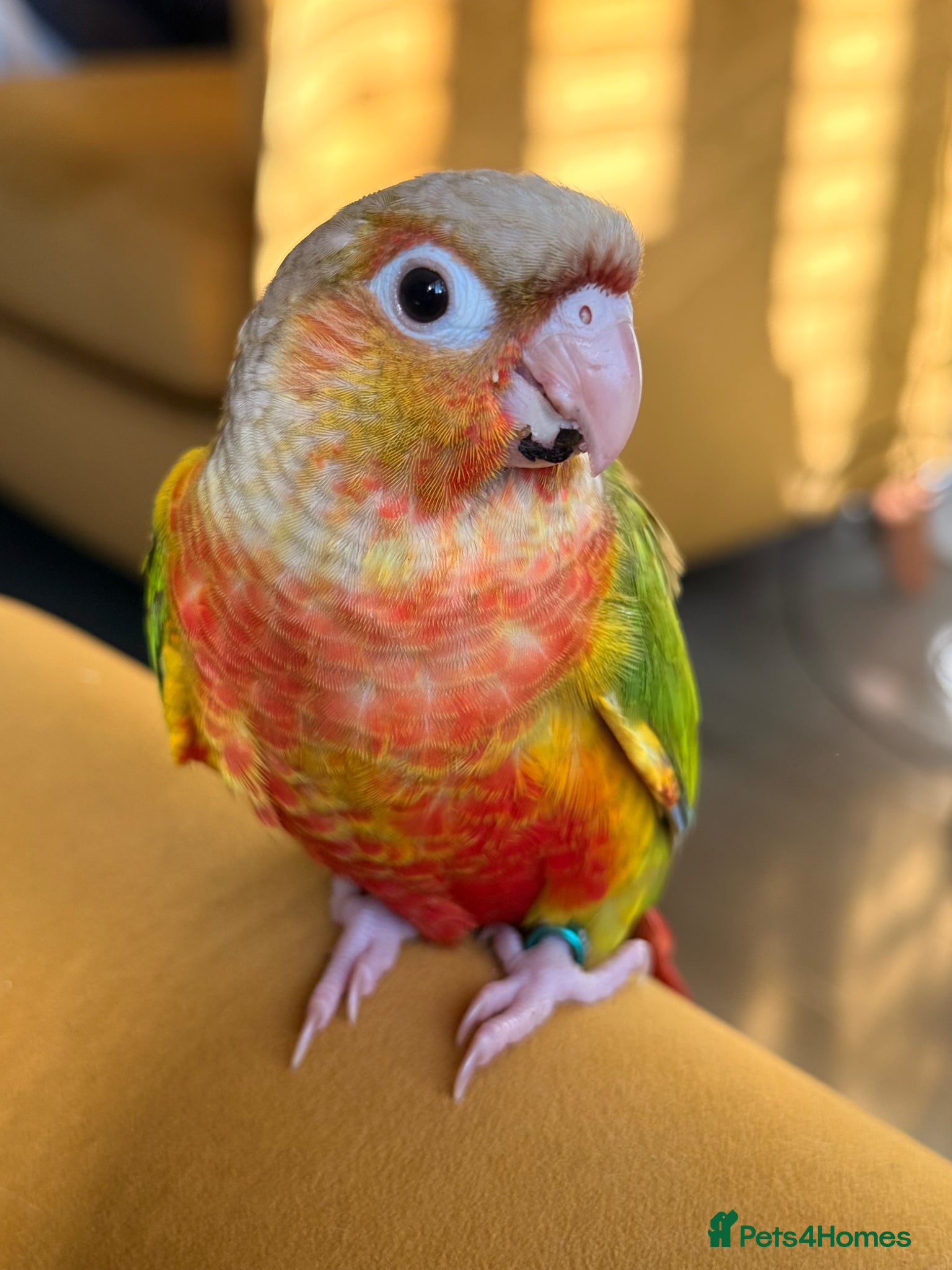 Conures birds Silly tame hand reared Green cheeked conures  - Advert 1
