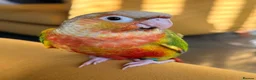 Conures birds for sale: Silly tame hand reared Green cheeked conures  in Wellingborough - Advert 1