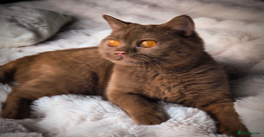 British Shorthair cats - Advert 4
