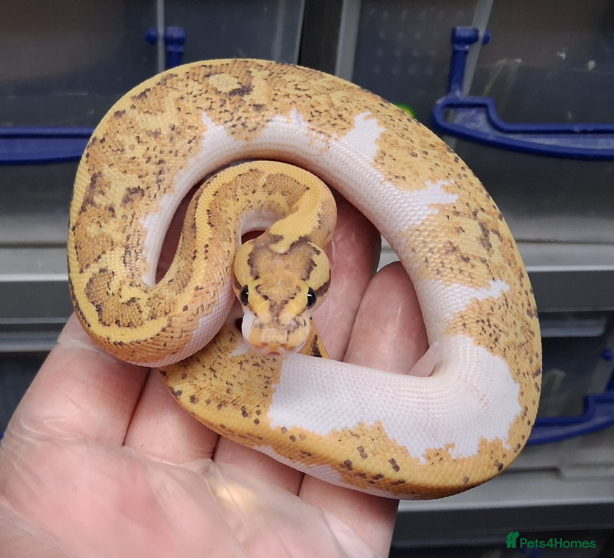 Python Snake reptiles Royal Python Morphs Males - Advert 2