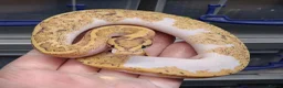 Python Snake reptiles for sale: Royal Python Morphs Males - Advert 2