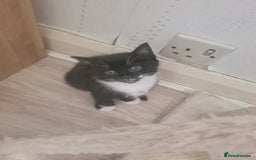 British Shorthair cats for sale: Lovely 1 black and 2 black & white kitten - Image 4
